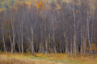 Scenic view of forest during autumn