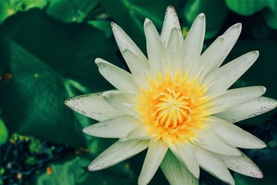 Close-up of yellow flower blooming outdoors