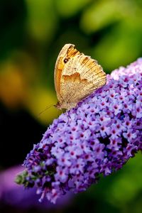 Close-up of butterfly pollinating on purple flower