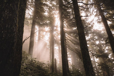 Low angle view of trees in forest