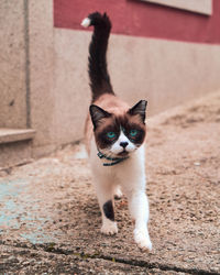 Portrait of cat standing outdoors