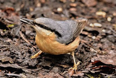 Close-up of bird perching on a field