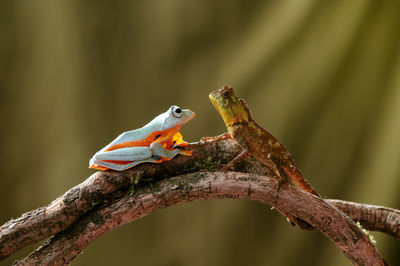 Close-up of butterfly perching on tree branch