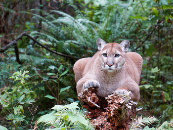 Close-up of lioness