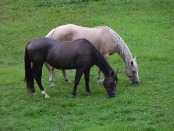 Horses grazing in a field