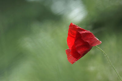 Close-up of red flower