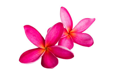 Close-up of pink flowering plant against white background