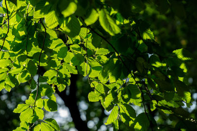 Low angle view of tree leaves