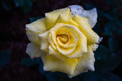 Close-up of rose flower