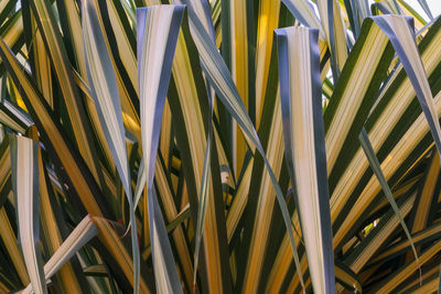 Full frame shot of leaves