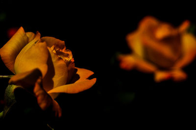 Close-up of rose against black background