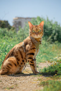 Bengal cat in a leather harness on a leash. side view.