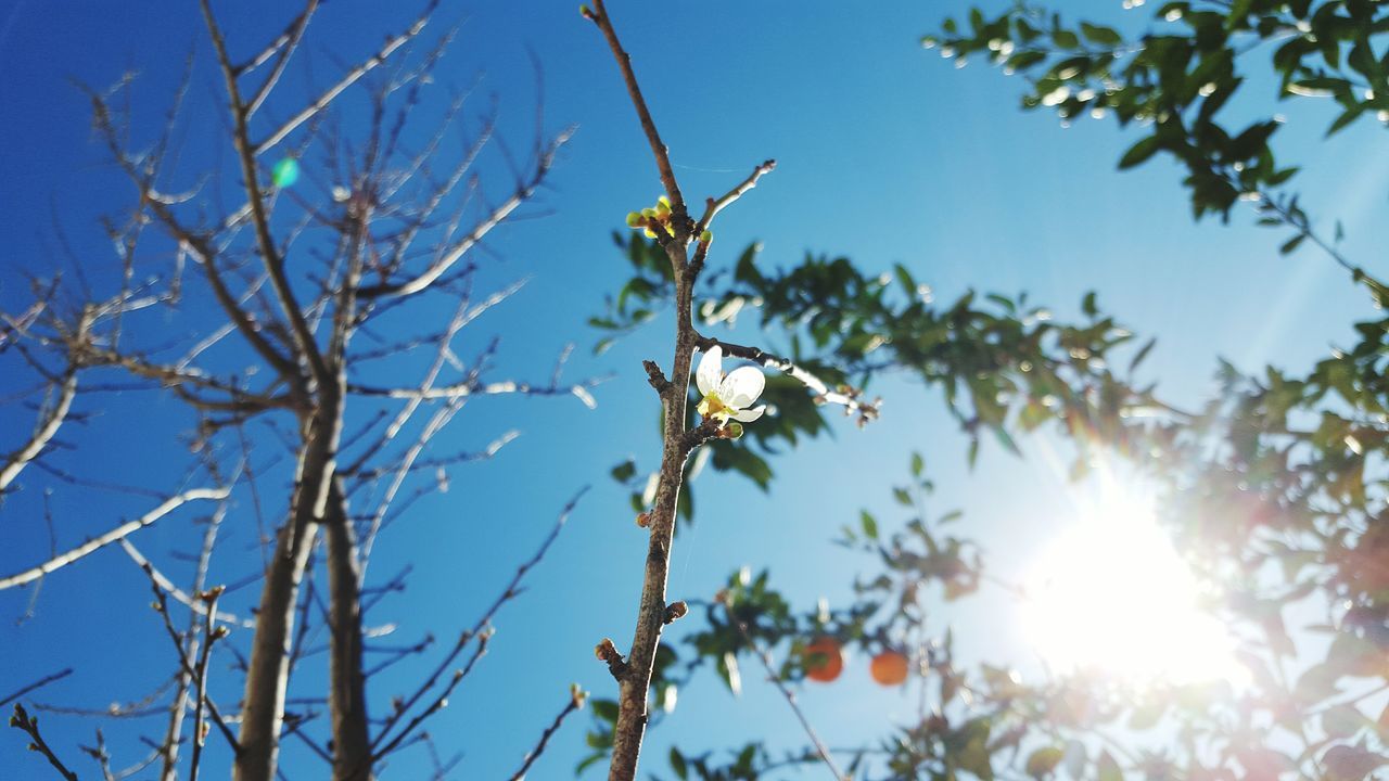 sun, low angle view, branch, sunlight, clear sky, growth, sunbeam, nature, lens flare, tree, blue, beauty in nature, sky, tranquility, close-up, outdoors, sunny, plant, day, no people