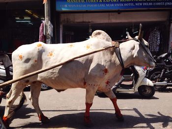 Horse standing on street
