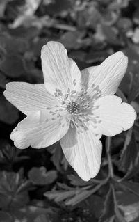 Close-up of white flower