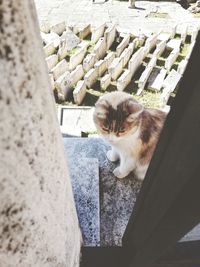 Portrait of cat relaxing on wall