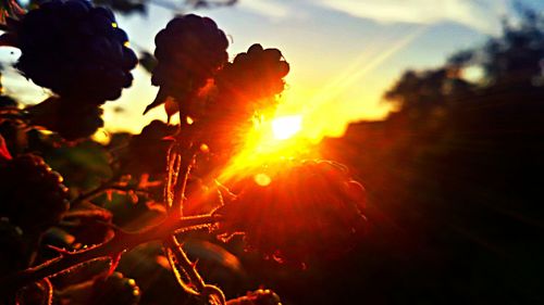 Close-up of plants against sunset sky