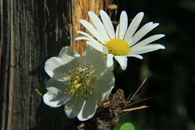 Close-up of white flowering plant