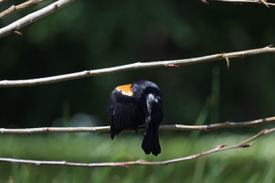 Close-up of bird perching on branch