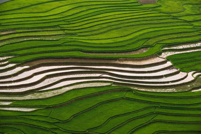 Full frame shot of terraced field