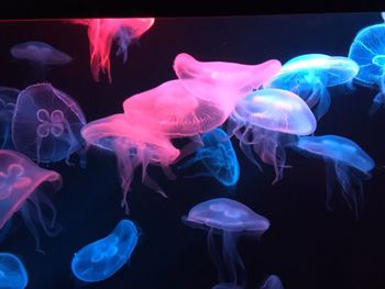 Close-up of jellyfish swimming in aquarium