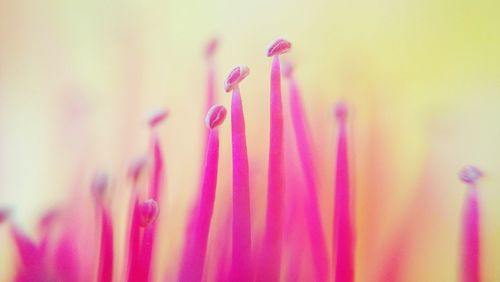 Close-up of pink flowers