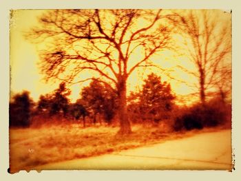 Trees on field against sky at sunset