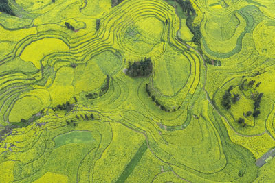 Aerial view of rapeseed flowers in luoping, yunnan - china