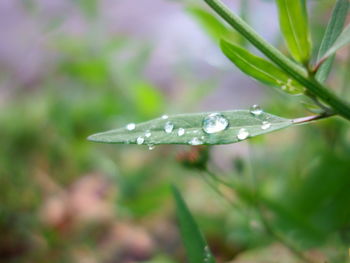 Close-up of water drops on leaf