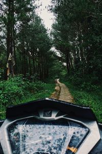 Trees in forest