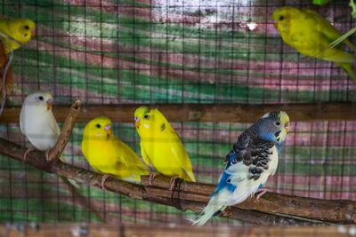 Close-up of parrot in cage