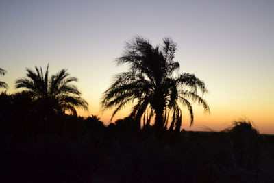 Silhouette palm trees at sunset