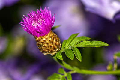 Close-up of purple flowering plant