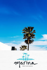 Palm tree against blue sky