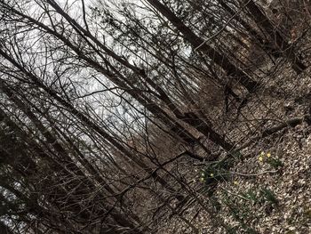 Bare trees against sky