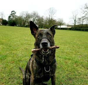 Portrait of dog on field