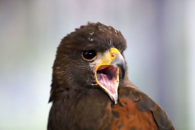 Close-up of a bird