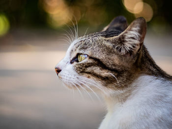 Close-up of a cat looking away