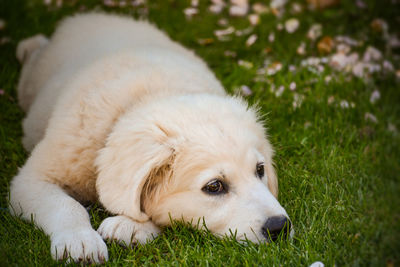 Close-up of dog resting on field