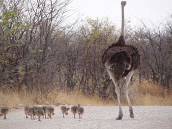 An ostrich family strolls down a street in etosha national park