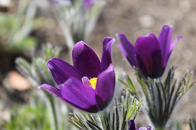 Close-up of purple crocus flowers