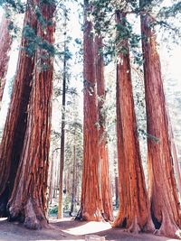 Low angle view of trees in forest