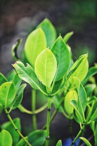 Close-up of green leaves on plant