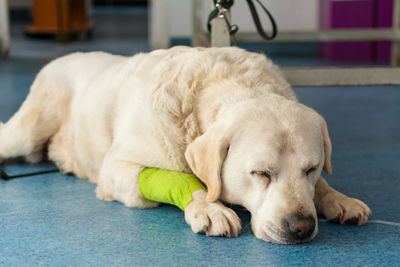 Close-up of dog lying on floor