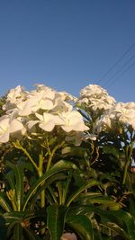 Low angle view of flowering plants against clear blue sky