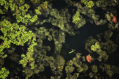 High angle view of water on plant