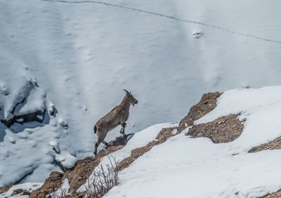 View of an ibex on snow