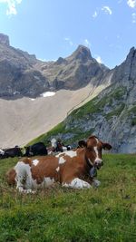 Cows on field against sky