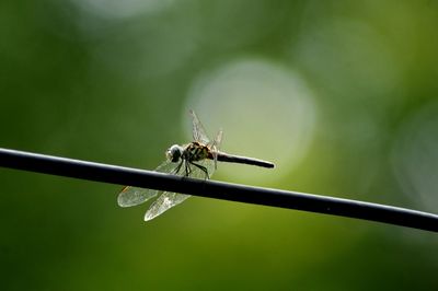 Close-up of dragonfly on leaf