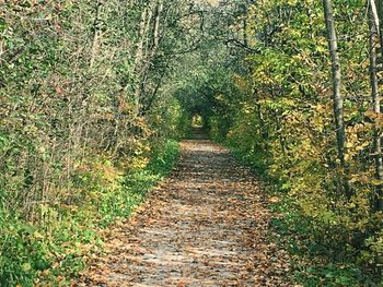 Footpath amidst plants in forest